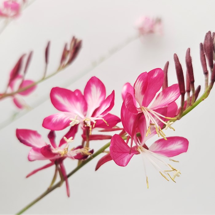 Gaura Lind. Rosy Jane Flower2