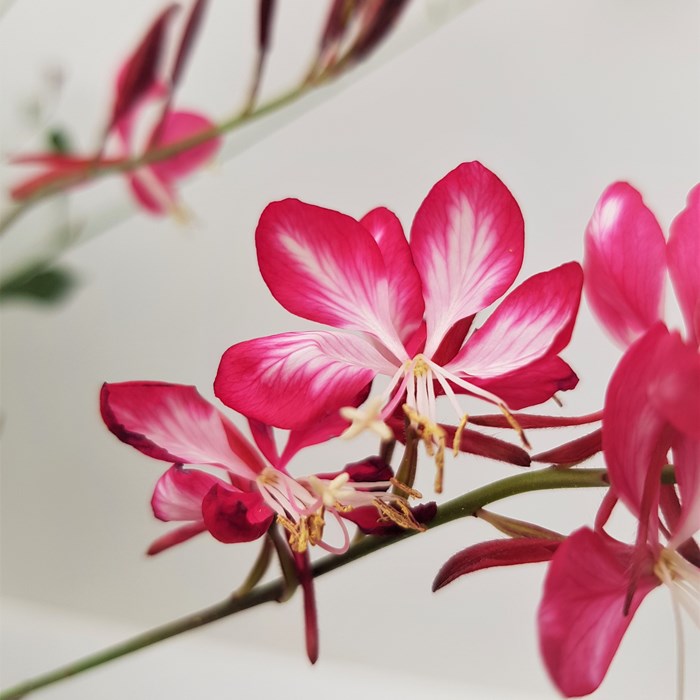 Gaura Lind. Rosy Jane Flower3