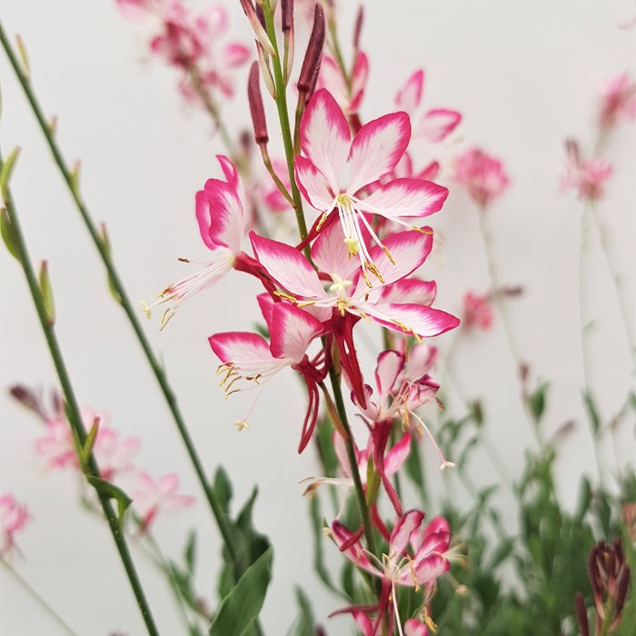 Gaura Lind. Rosy Jane Flower4