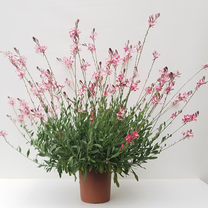 Gaura Lind. Rosy Jane3