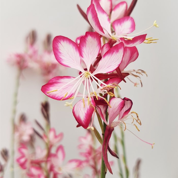 Gaura Lind. Rosy Jane Flower