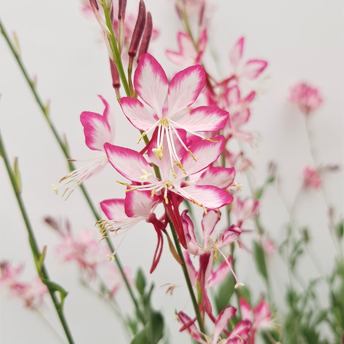 Gaura Lind. Rosy Jane Flower1